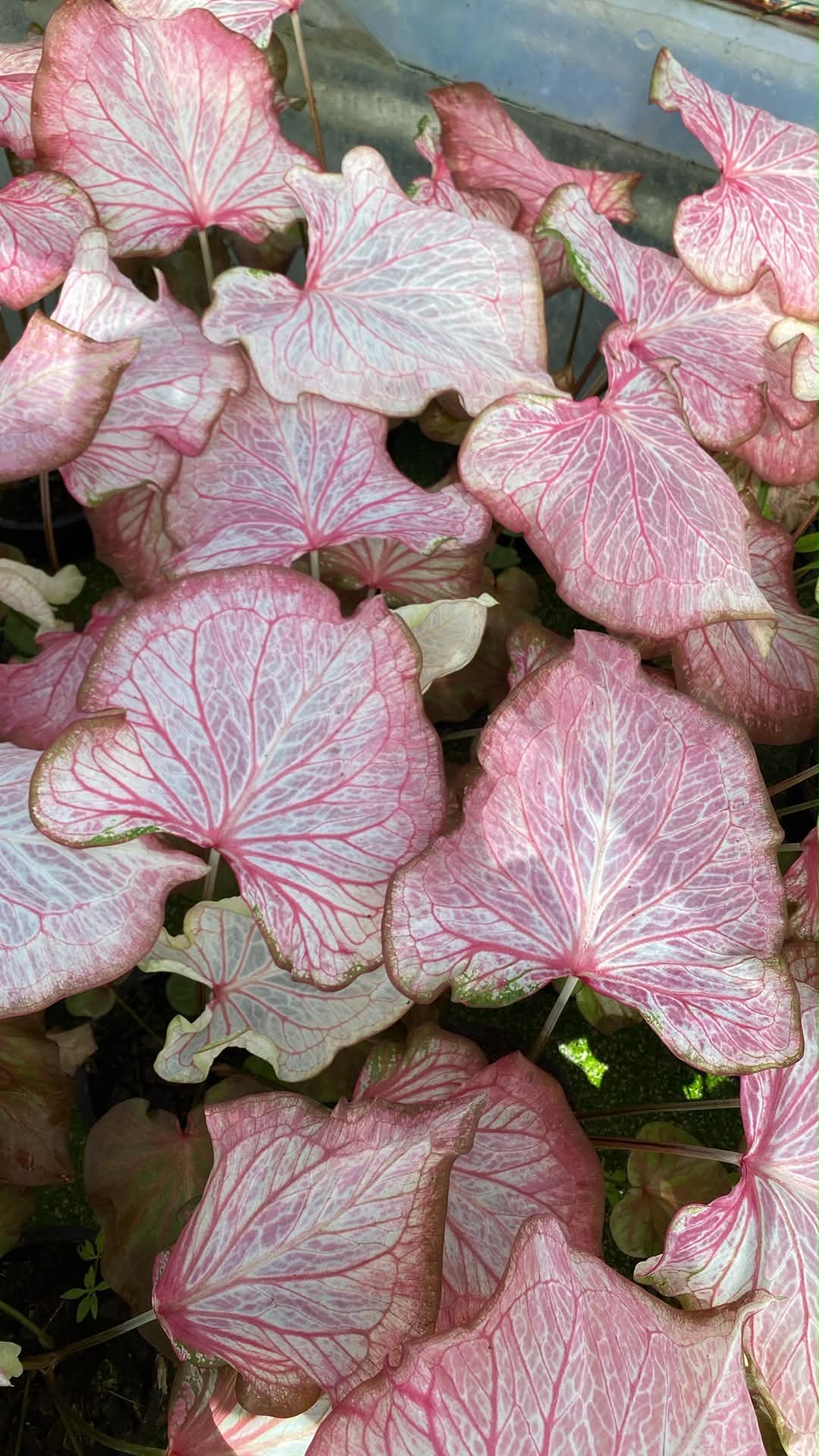 Caladium Thai Hybrid SUN41