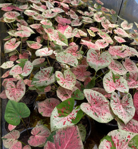 Caladium Thai Hybrid SUN42
