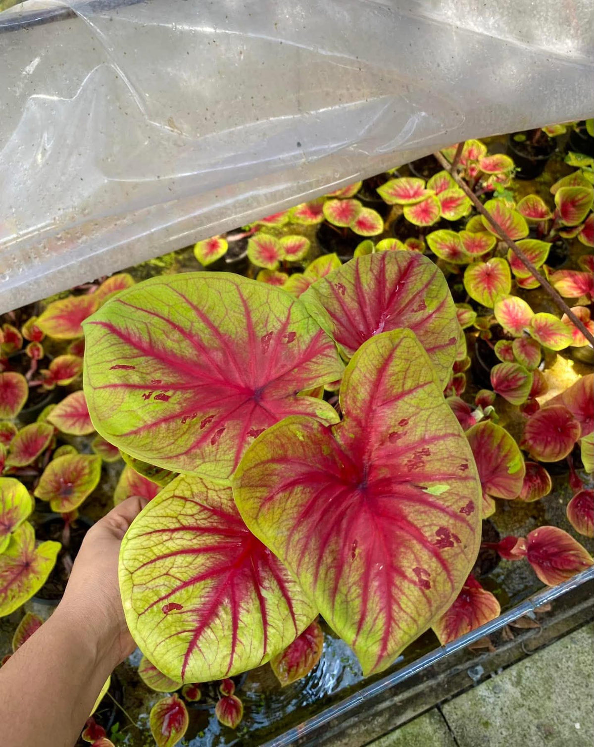 Caladium Thai Hybrid SUN43