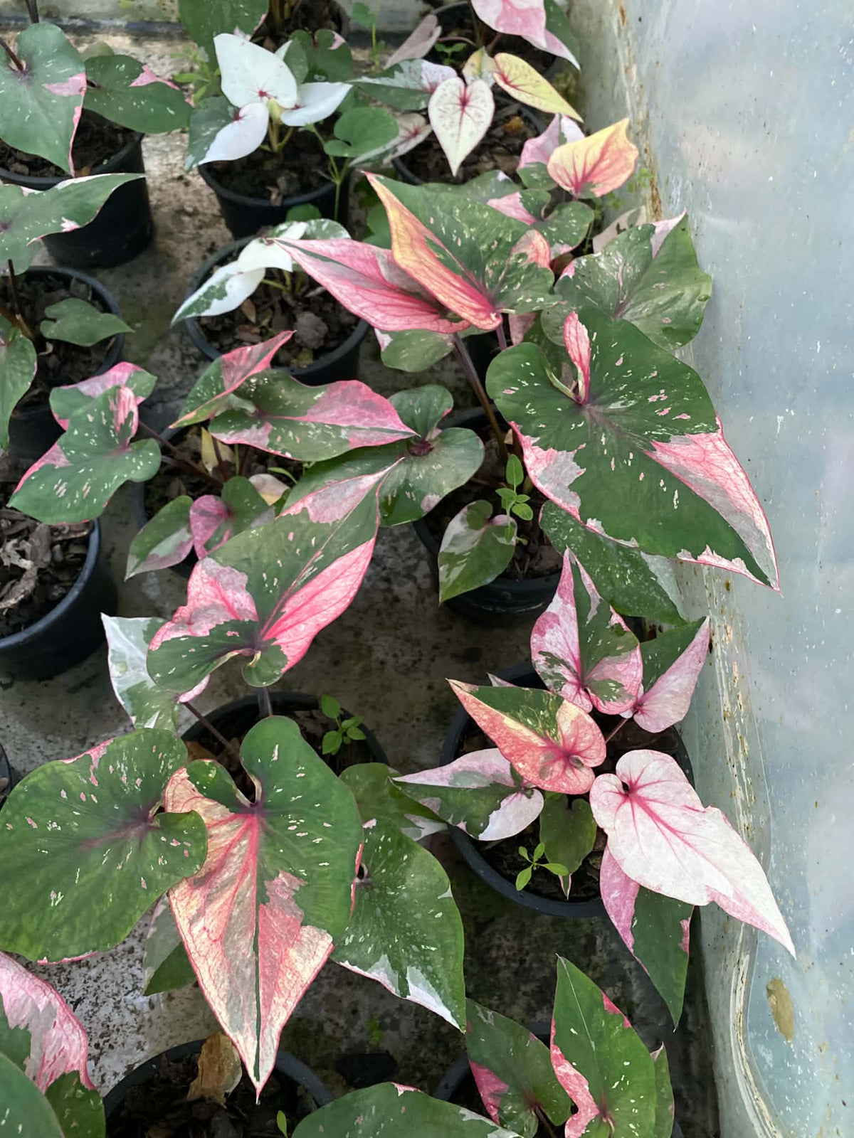Caladium Thai Hybrid SUN44