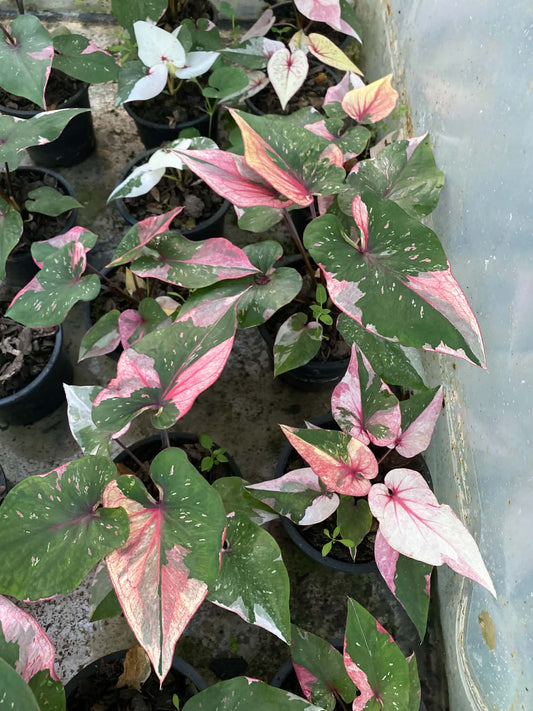 Caladium Thai Hybrid SUN44