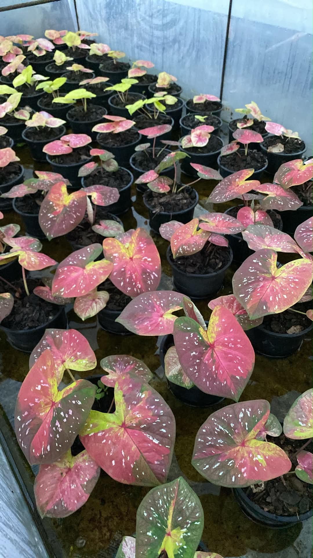 Caladium Thai Hybrid SUN46