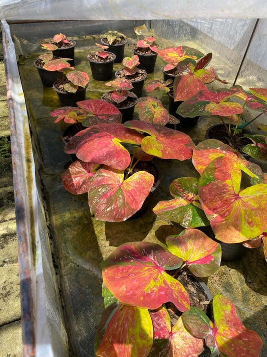 Caladium Thai Hybrid SUN47