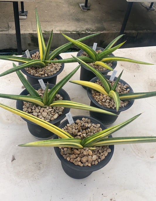 Sansevieria Patens