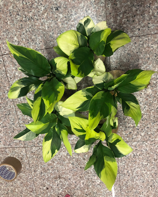 Sphathiphyllum sensation yellow (Pre-Order)