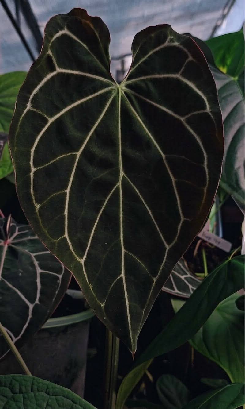 Stripey Mag S1 (parent plant)