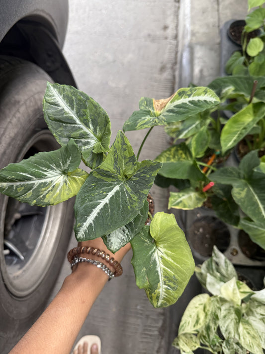 Syngonium Scrambled egg (Pre-Order)