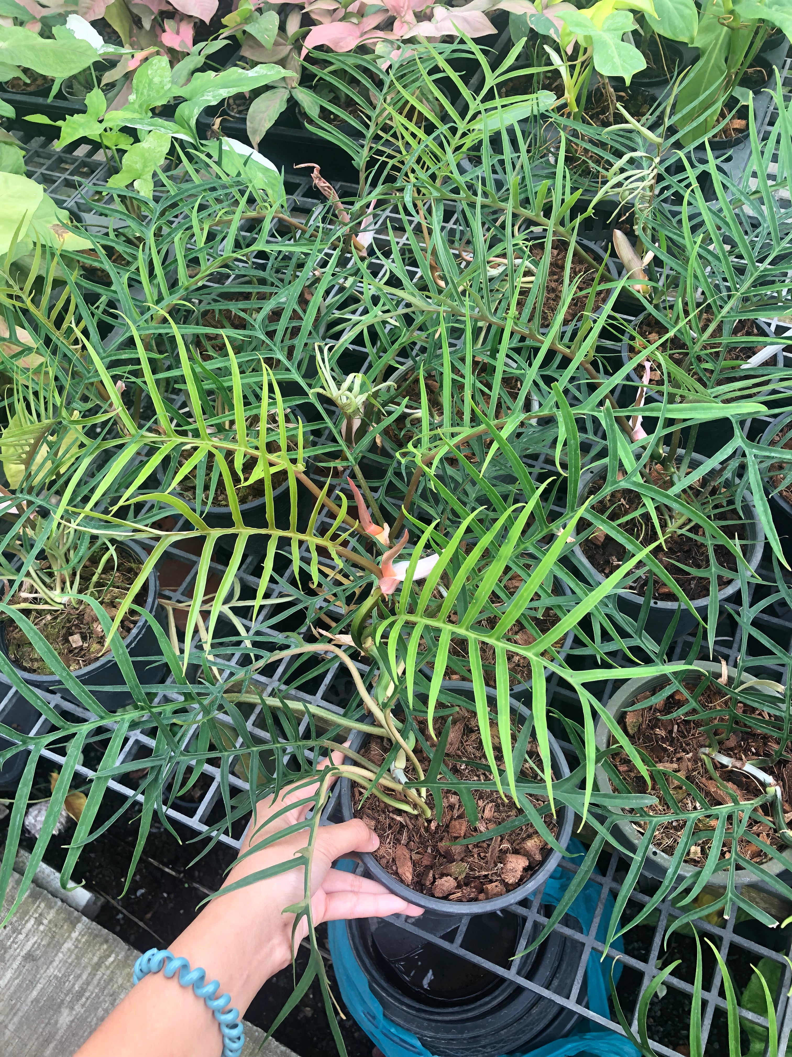 Rare Plant Fuzzy Roots