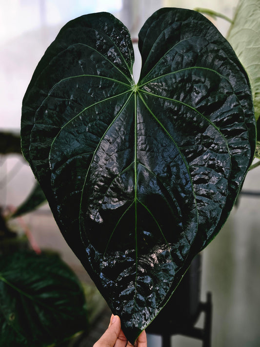 Velvet Giant (parent plant)