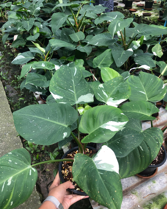 Philodendron White princess (Pre-Order)