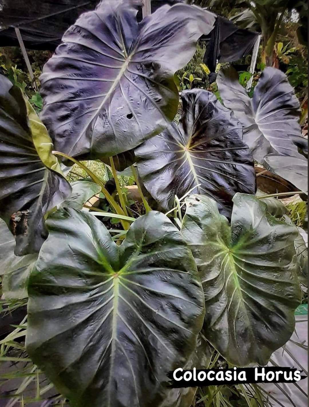 Colocasia Horus (PRE-ORDER)-COLO15