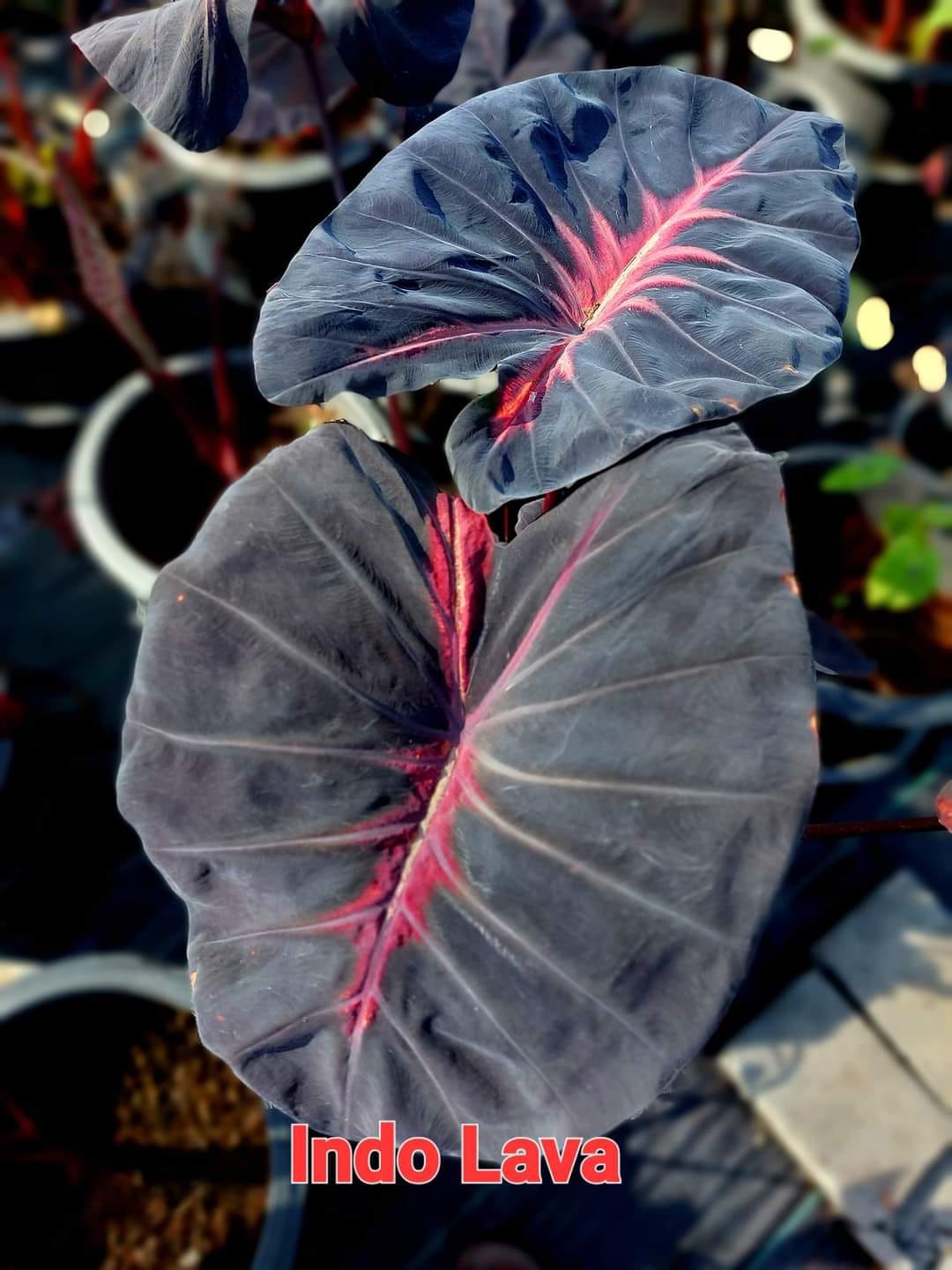 Colocasia Indo lava (PRE-ORDER)-COLO87