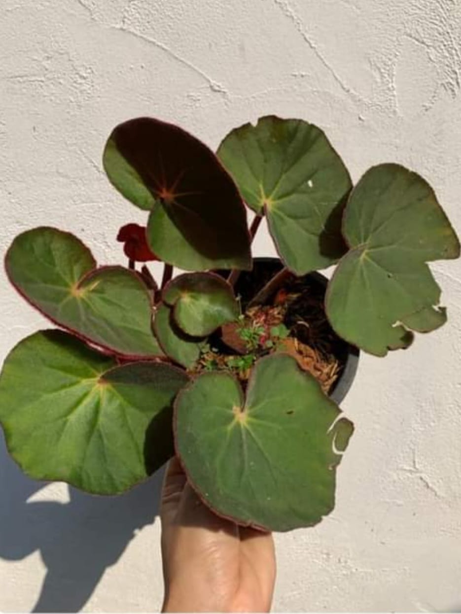 Begonia Acetosa (PRE-ORDER)-JUL002