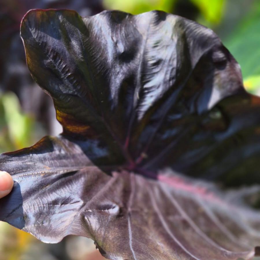 Colocasia Redemption