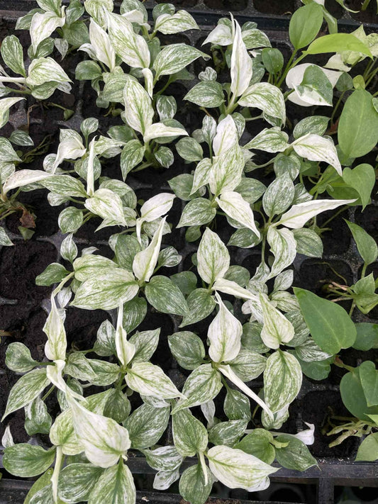 Spathiphyllum Sensation Var 2.8inch (Pre-Order)