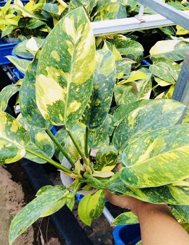 Philodendron Green Congo Hybrid 2.8inch (Pre-Order)