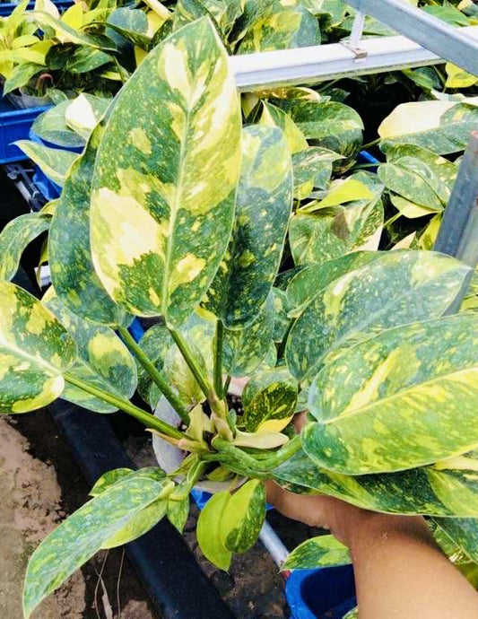 Philodendron Green Congo Hybrid 2.8inch (Pre-Order)