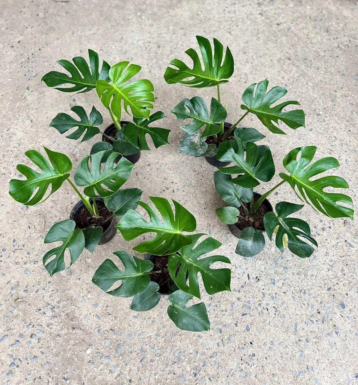 Monstera Compacta  (Pre-Order)