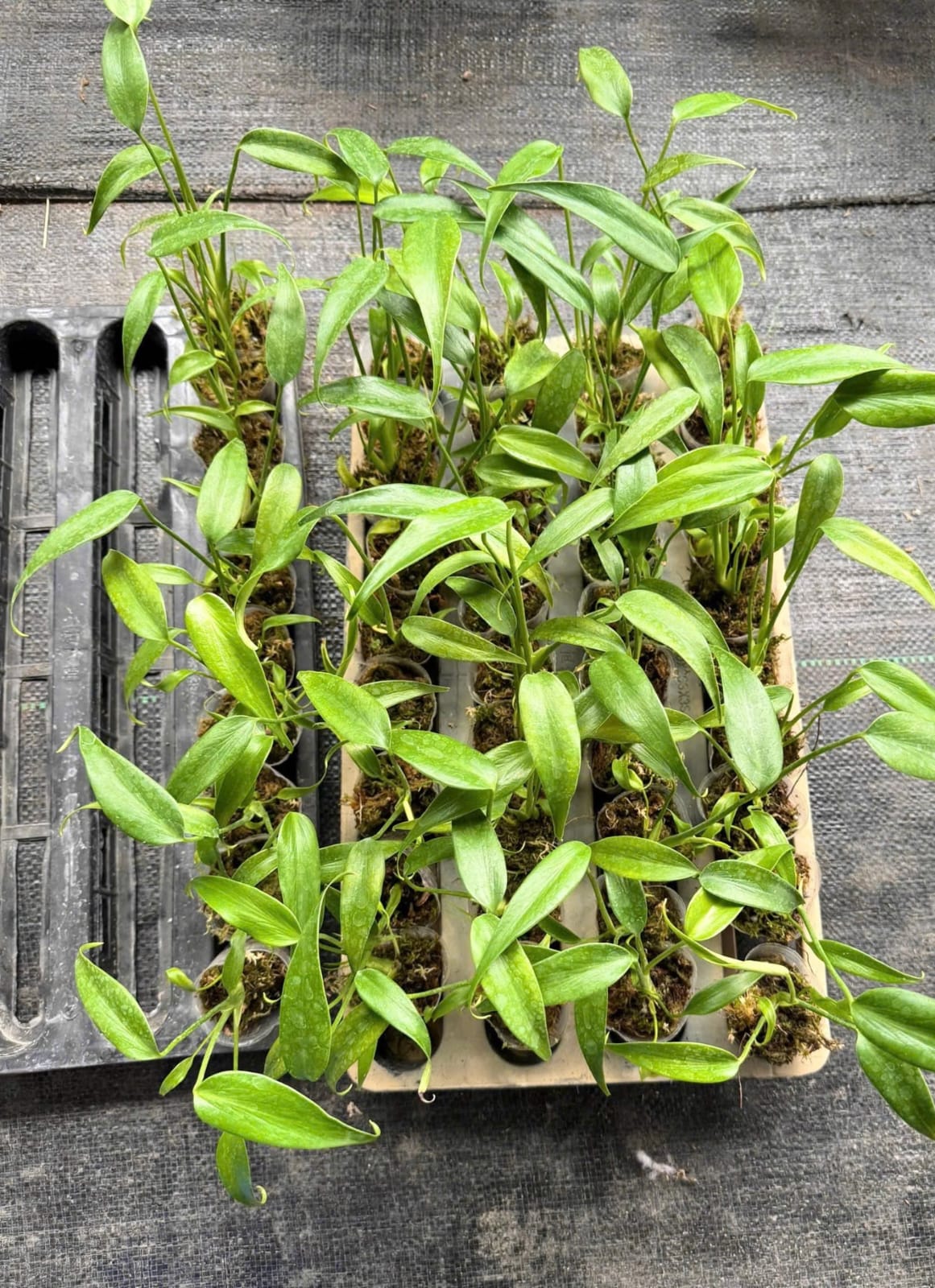 Monstera Burle Marx Flame 1.7 Inch  (Pre-Order)