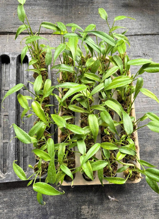 Monstera Burle Marx Flame 1.7 Inch  (Pre-Order)