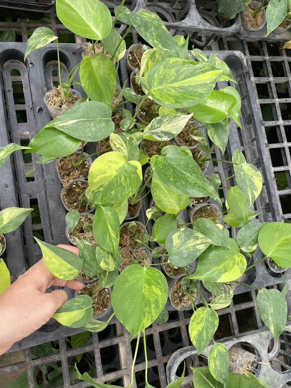 Monstera Deli Yellow Marilyn 1.7 Inch  (Pre-Order)