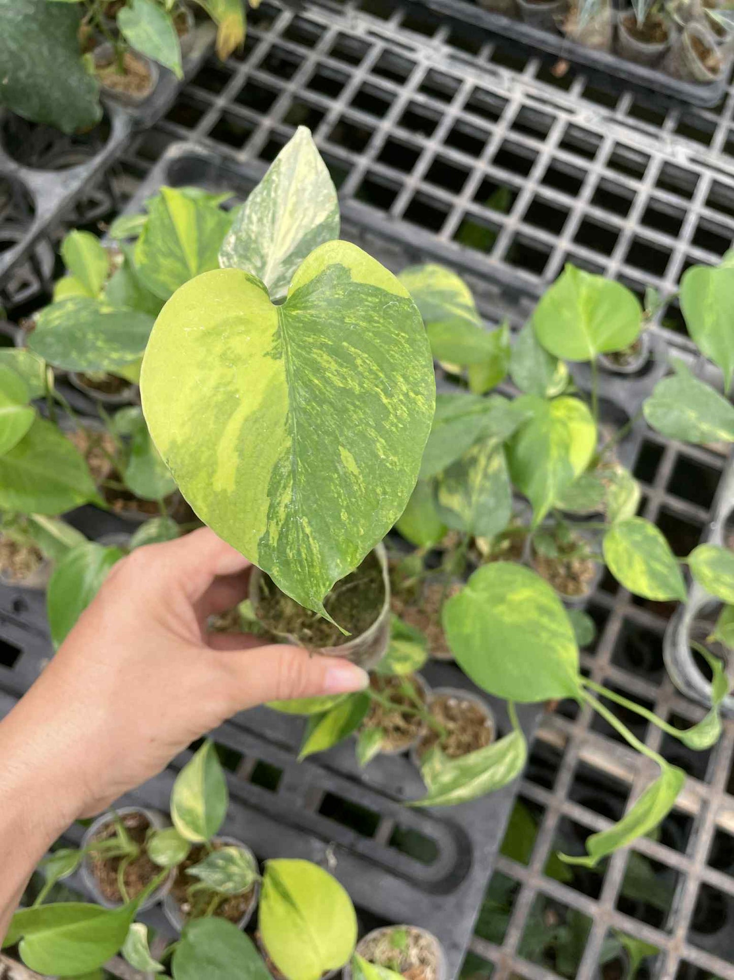 Monstera Deli Yellow Marilyn 1.7 Inch  (Pre-Order)