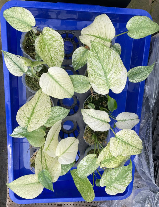 Monstera Deli White Monster 1.7 Inch (Pre-Order)