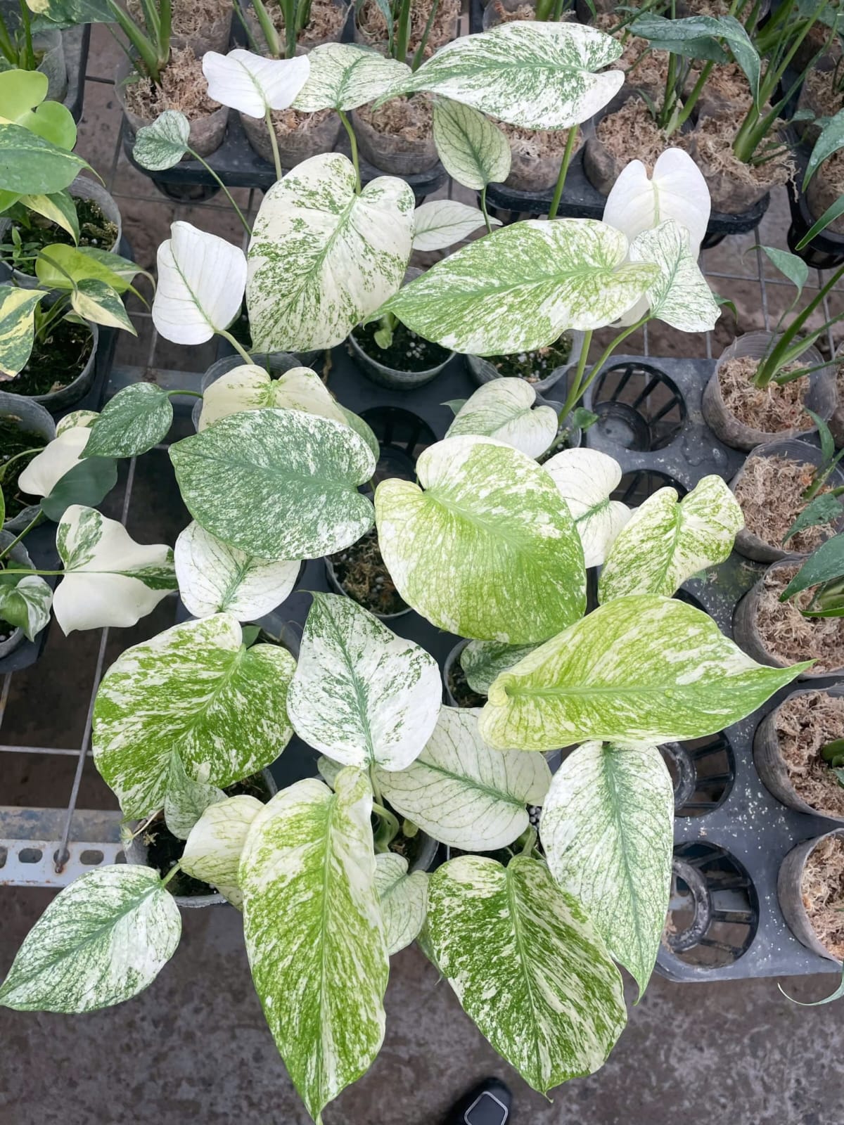 Monstera Deli White Monster 2.8 Inch (Pre-Order)