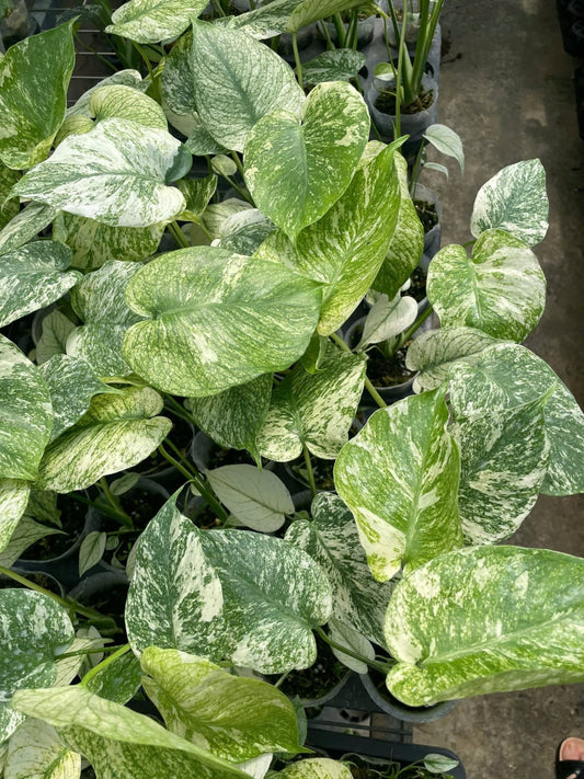 Monstera Deli White Monster 3.5 Inch (Pre-Order)