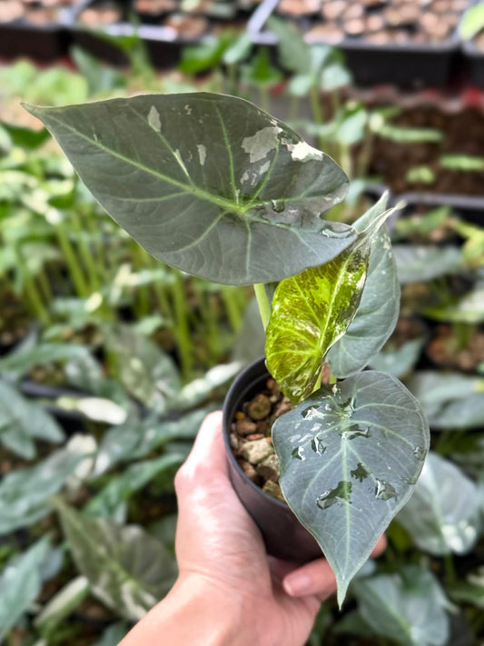 Alocasia Regal Shield - Pre Order