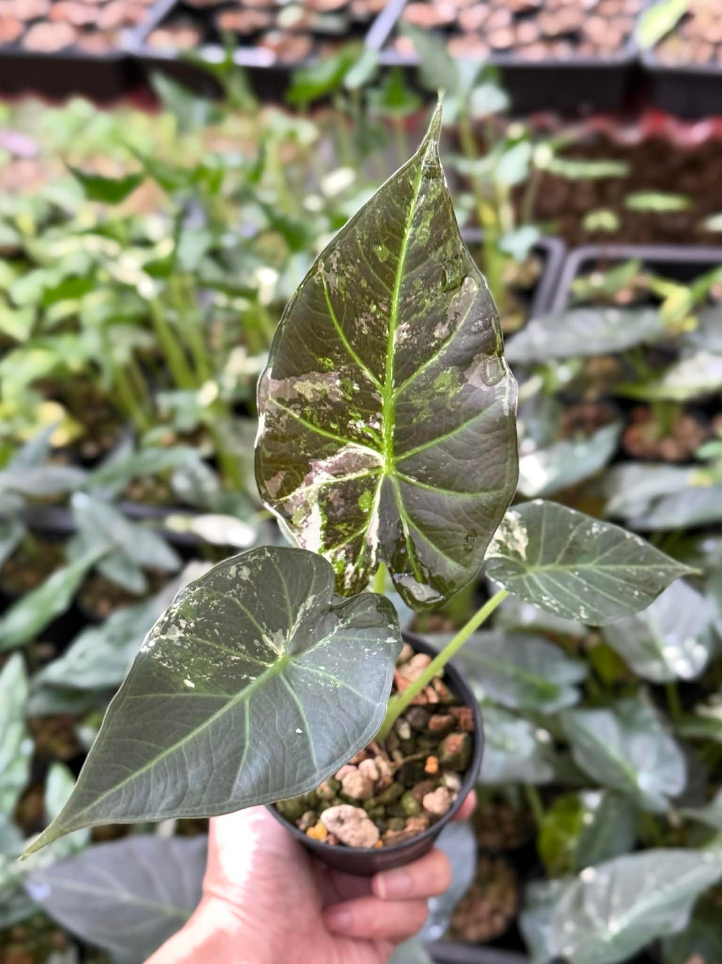 Alocasia Regal Shield - Pre Order