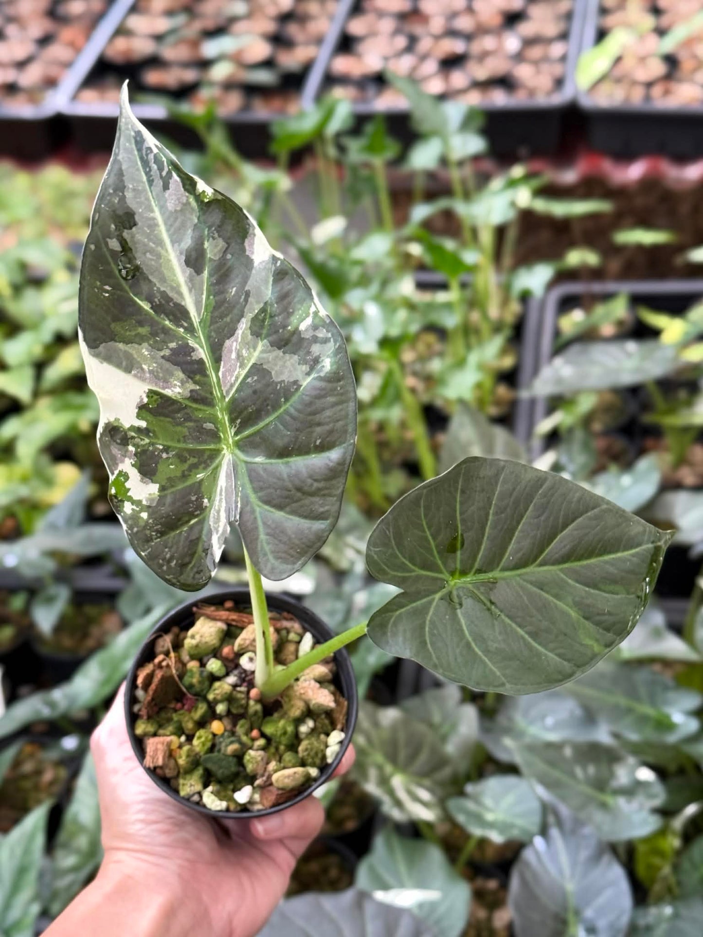 Alocasia Regal Shield - Pre Order