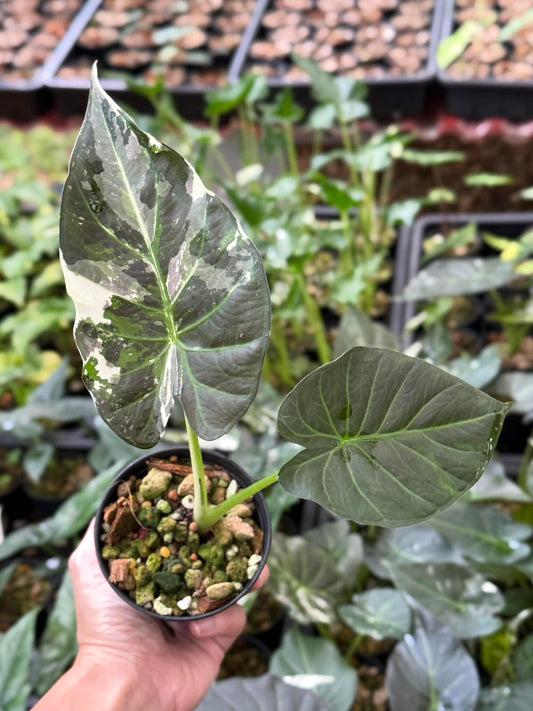 Alocasia Regal Shield - Pre Order