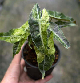 Alocasia Amazonica Aurea  - Pre Order