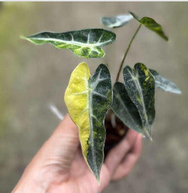 Alocasia Bambino Aurea  - Pre Order
