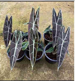 Alocasia Longiloba Purple/Black Cobra  - Pre Order