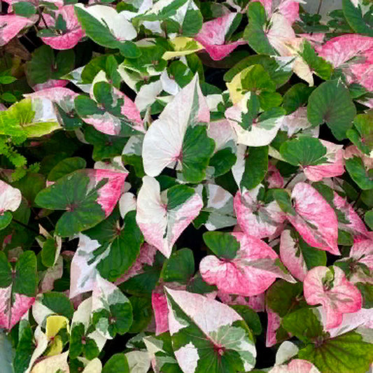 Caladium Pre-Order-C001