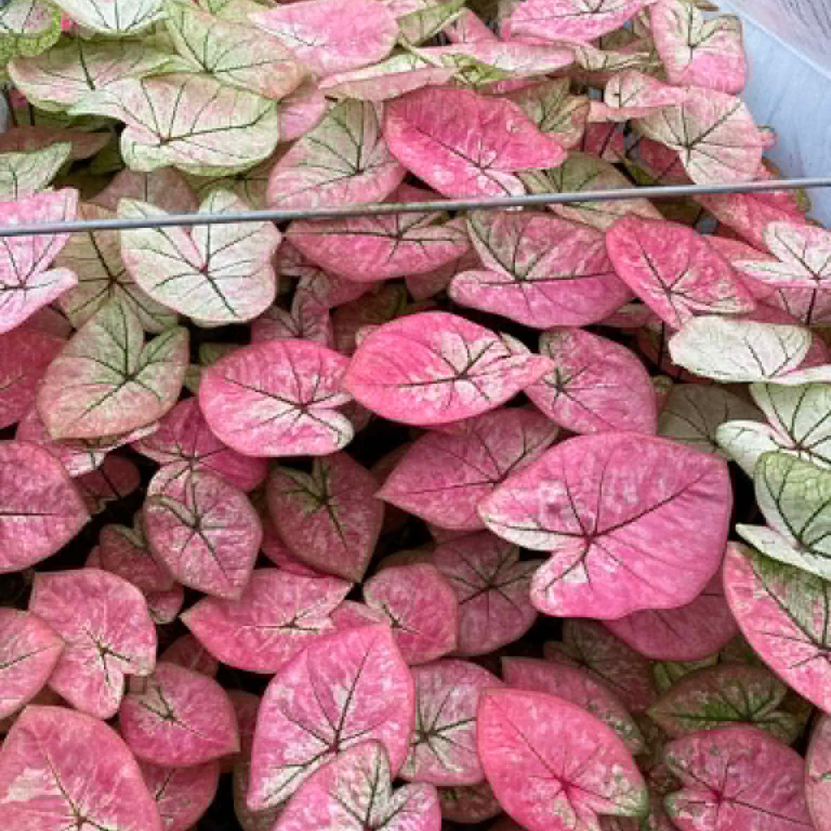 Caladium Pre-Order-C002