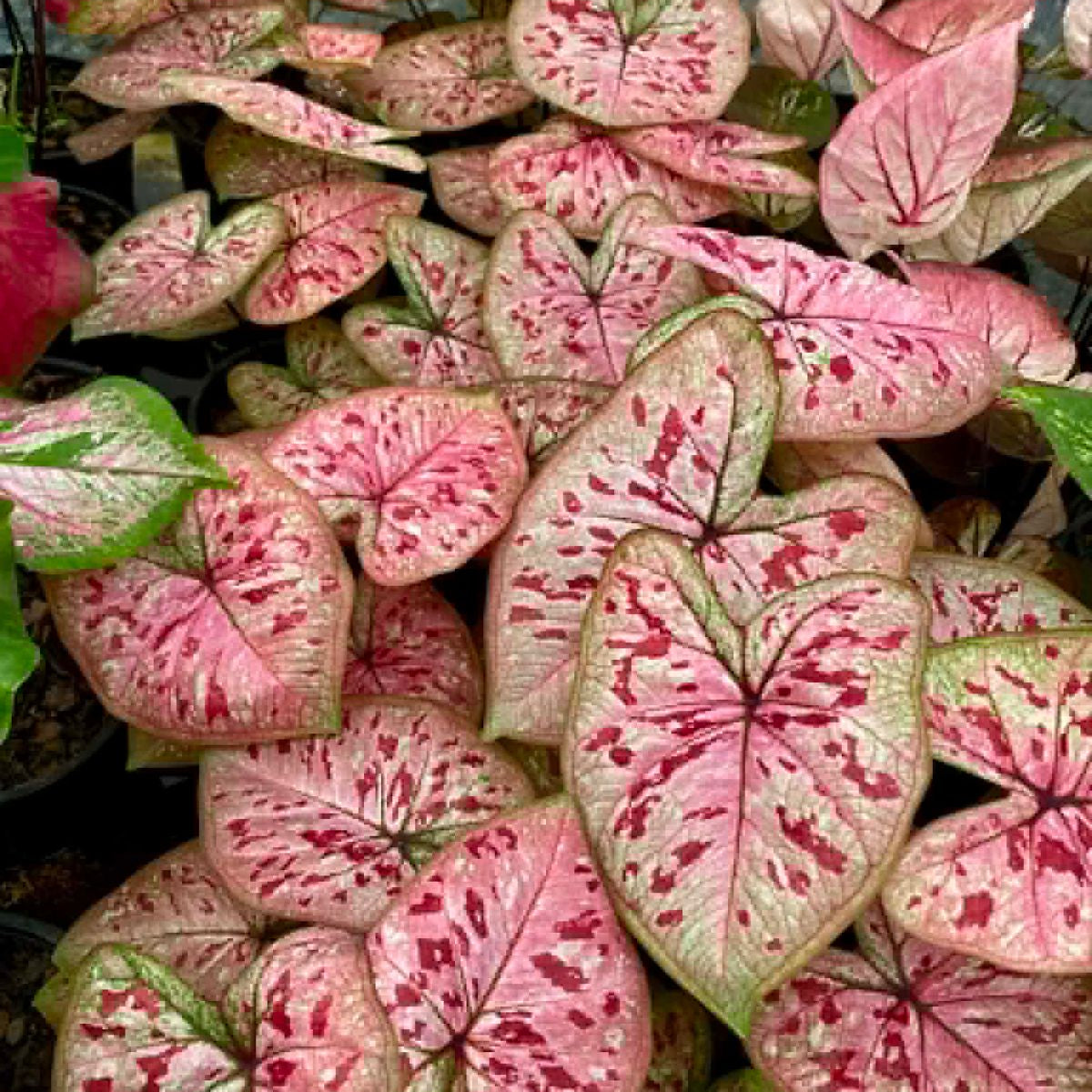 Caladium Pre-Order-C003