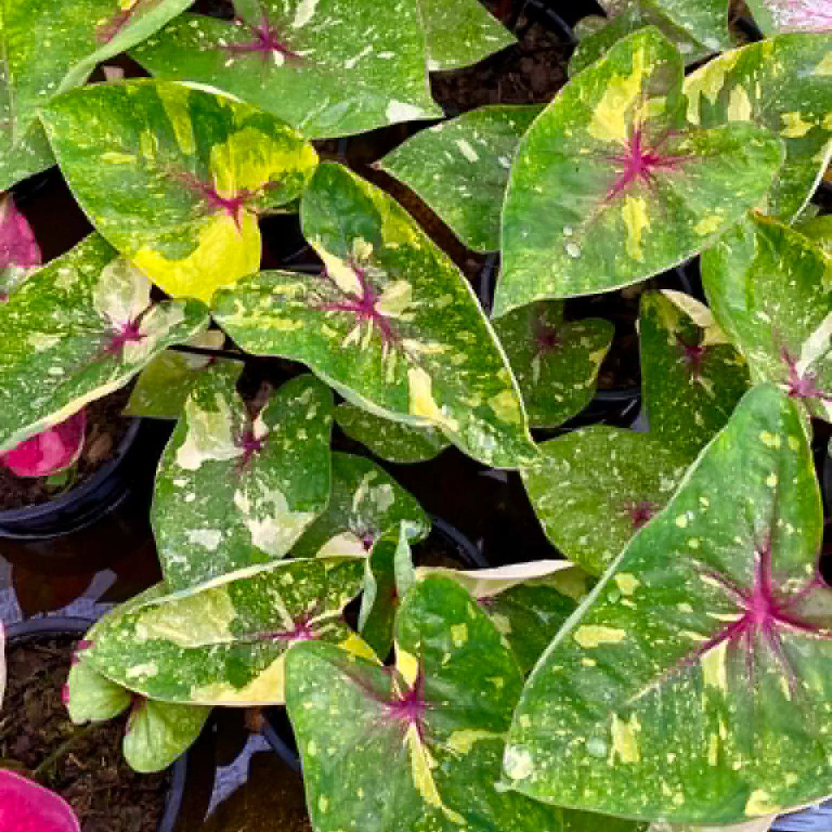 Caladium Pre-Order-C004