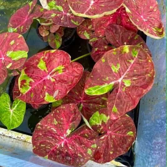 Caladium Pre-Order-C005