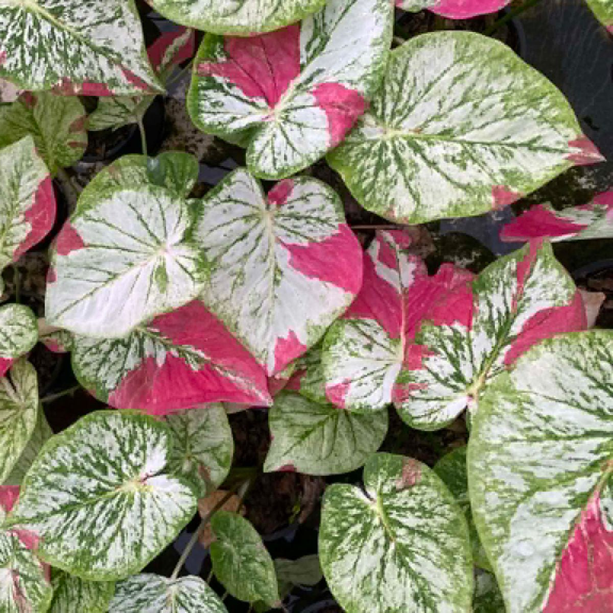 Caladium Pre-Order-C008