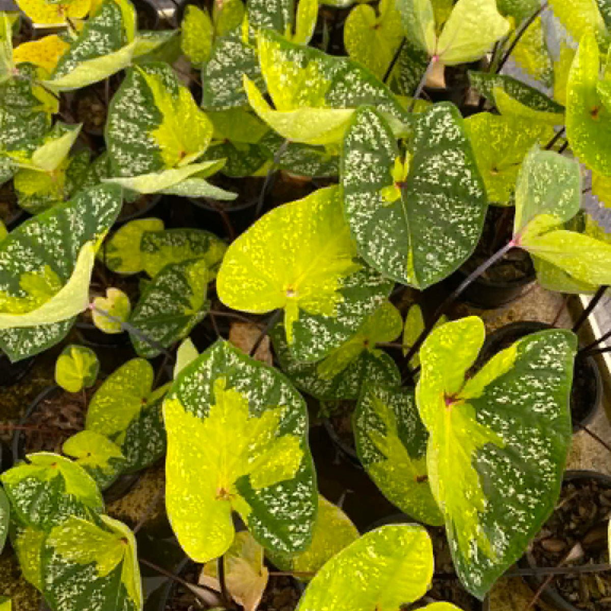 Caladium Pre-Order-C006