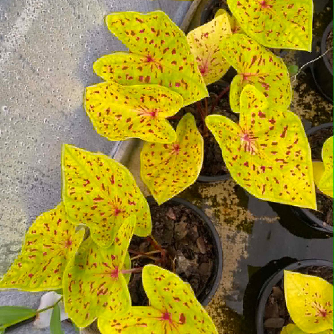 Caladium Pre-Order-C007