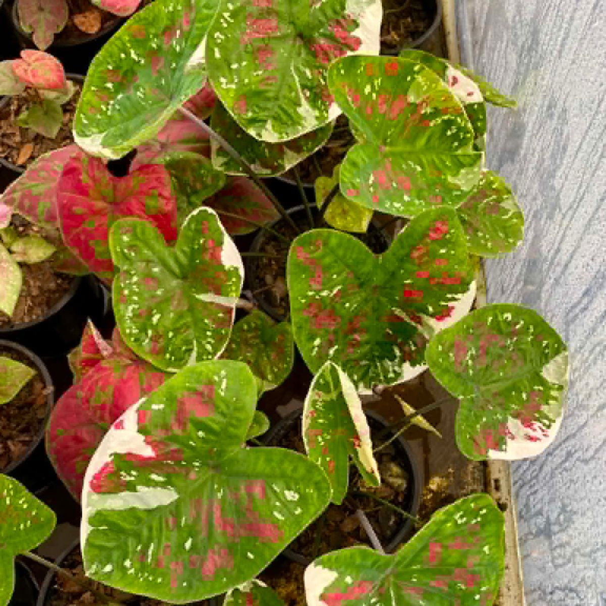 Caladium Pre-Order-C011