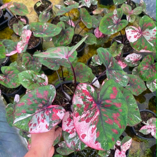 Caladium Pre-Order-C012