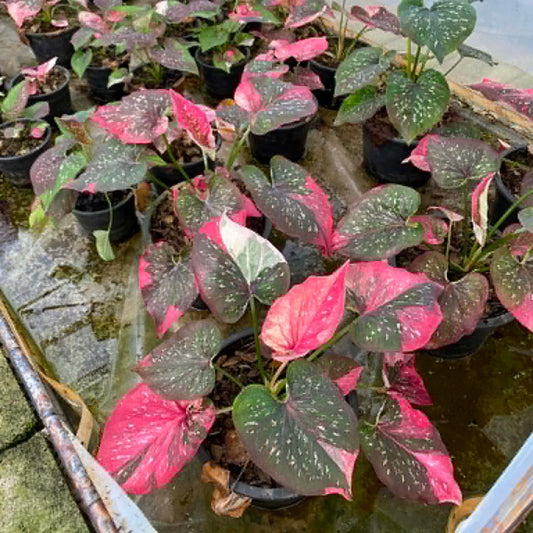 Caladium Pre-Order-C020