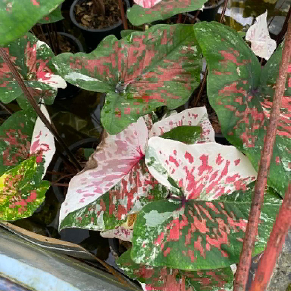 Caladium Pre-Order-C018