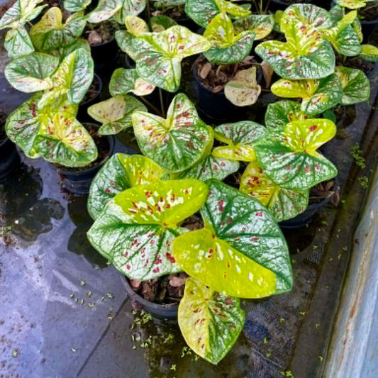 Caladium Pre-Order-C021