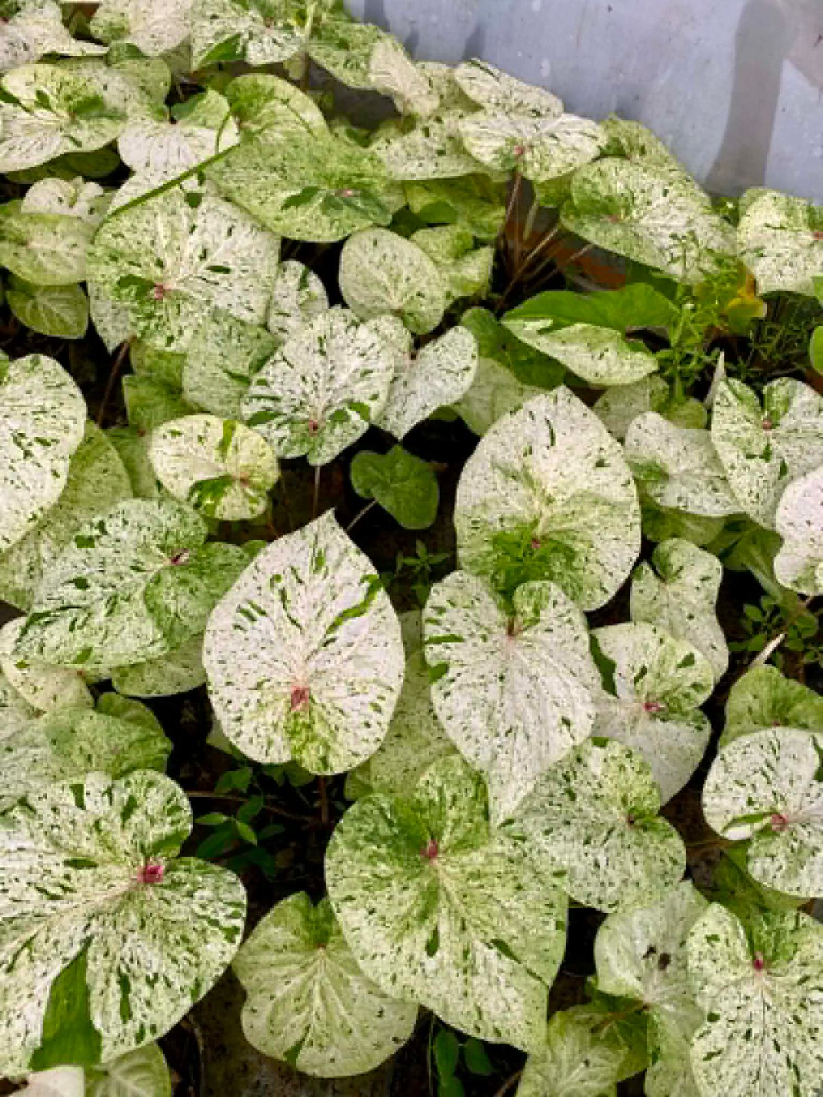 Caladium Pre-Order-C024
